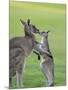 Eastern Grey Kangaroo, (Macropus Giganteus), Great Ocean Road, Anglesea, Victoria, Australia-Thorsten Milse-Mounted Photographic Print