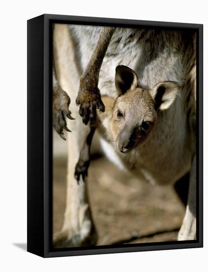 Eastern Grey Kangaroo (Macropus Giganteus) Joey in Pouch, New South Wales, Australia-Steve & Ann Toon-Framed Stretched Canvas