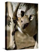 Eastern Grey Kangaroo (Macropus Giganteus) Joey in Pouch, New South Wales, Australia-Steve & Ann Toon-Stretched Canvas