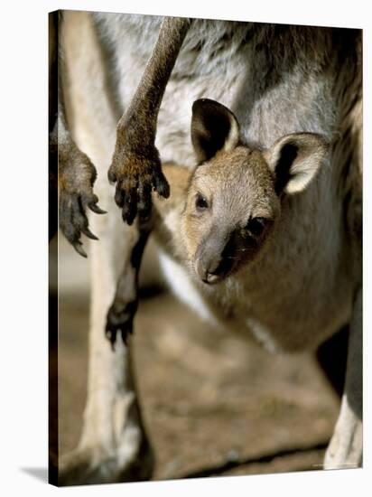 Eastern Grey Kangaroo (Macropus Giganteus) Joey in Pouch, New South Wales, Australia-Steve & Ann Toon-Stretched Canvas