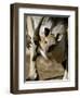 Eastern Grey Kangaroo (Macropus Giganteus) Joey in Pouch, New South Wales, Australia-Steve & Ann Toon-Framed Photographic Print