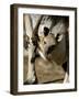 Eastern Grey Kangaroo (Macropus Giganteus) Joey in Pouch, New South Wales, Australia-Steve & Ann Toon-Framed Photographic Print