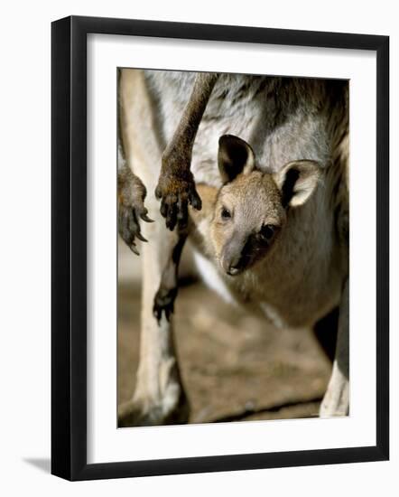 Eastern Grey Kangaroo (Macropus Giganteus) Joey in Pouch, New South Wales, Australia-Steve & Ann Toon-Framed Photographic Print