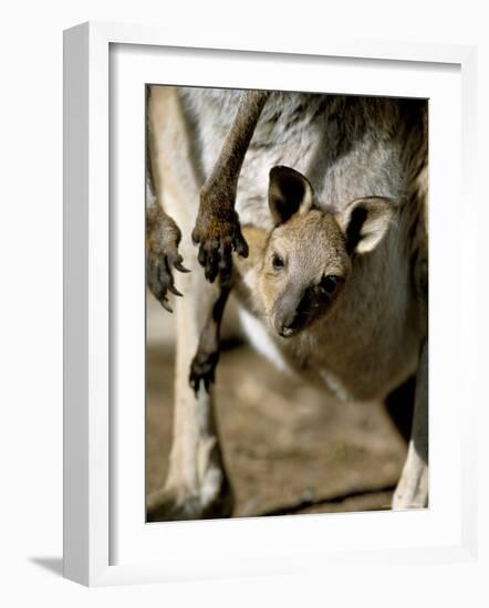 Eastern Grey Kangaroo (Macropus Giganteus) Joey in Pouch, New South Wales, Australia-Steve & Ann Toon-Framed Photographic Print