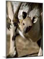 Eastern Grey Kangaroo (Macropus Giganteus) Joey in Pouch, New South Wales, Australia-Steve & Ann Toon-Mounted Photographic Print