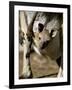 Eastern Grey Kangaroo (Macropus Giganteus) Joey in Pouch, New South Wales, Australia-Steve & Ann Toon-Framed Photographic Print