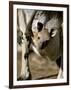 Eastern Grey Kangaroo (Macropus Giganteus) Joey in Pouch, New South Wales, Australia-Steve & Ann Toon-Framed Photographic Print