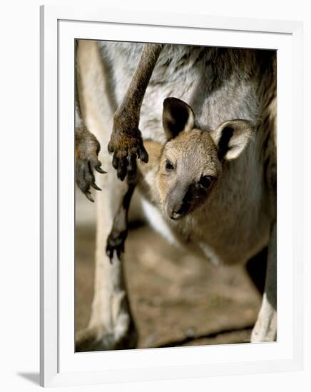 Eastern Grey Kangaroo (Macropus Giganteus) Joey in Pouch, New South Wales, Australia-Steve & Ann Toon-Framed Photographic Print