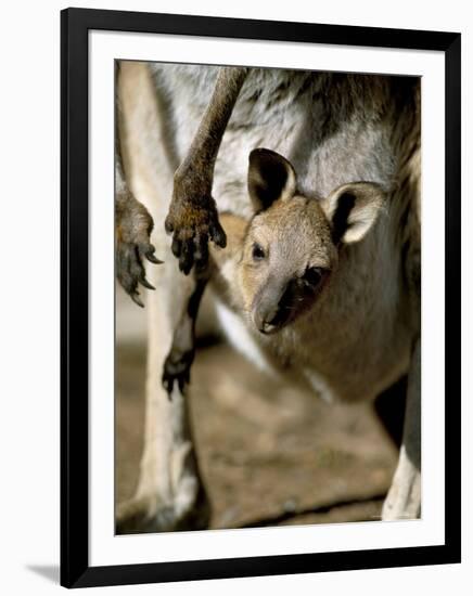Eastern Grey Kangaroo (Macropus Giganteus) Joey in Pouch, New South Wales, Australia-Steve & Ann Toon-Framed Photographic Print