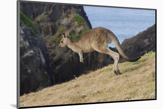 Eastern Grey Kangaroo (Macropus Giganteus) Jumping, Queensland, Australia-Jouan Rius-Mounted Photographic Print