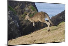 Eastern Grey Kangaroo (Macropus Giganteus) Jumping, Queensland, Australia-Jouan Rius-Mounted Photographic Print