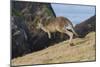 Eastern Grey Kangaroo (Macropus Giganteus) Jumping, Queensland, Australia-Jouan Rius-Mounted Photographic Print