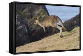 Eastern Grey Kangaroo (Macropus Giganteus) Jumping, Queensland, Australia-Jouan Rius-Framed Stretched Canvas