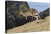 Eastern Grey Kangaroo (Macropus Giganteus) Jumping, Queensland, Australia-Jouan Rius-Stretched Canvas