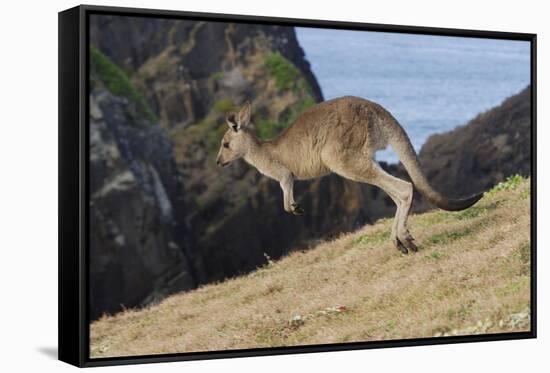 Eastern Grey Kangaroo (Macropus Giganteus) Jumping, Queensland, Australia-Jouan Rius-Framed Stretched Canvas