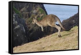 Eastern Grey Kangaroo (Macropus Giganteus) Jumping, Queensland, Australia-Jouan Rius-Framed Stretched Canvas