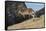 Eastern Grey Kangaroo (Macropus Giganteus) Jumping, Queensland, Australia-Jouan Rius-Framed Stretched Canvas