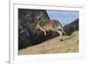 Eastern Grey Kangaroo (Macropus Giganteus) Jumping, Queensland, Australia-Jouan Rius-Framed Photographic Print