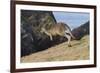 Eastern Grey Kangaroo (Macropus Giganteus) Jumping, Queensland, Australia-Jouan Rius-Framed Photographic Print