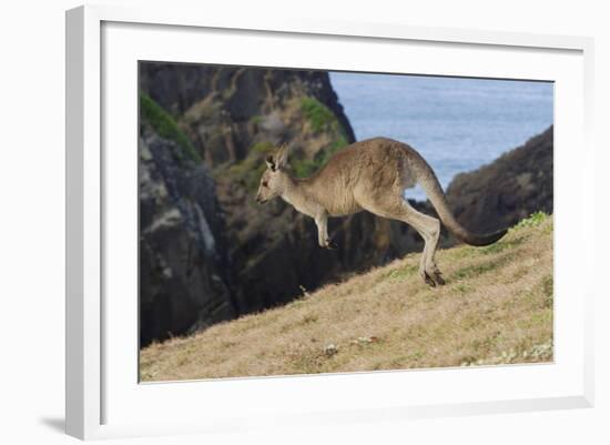 Eastern Grey Kangaroo (Macropus Giganteus) Jumping, Queensland, Australia-Jouan Rius-Framed Photographic Print