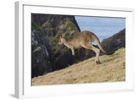 Eastern Grey Kangaroo (Macropus Giganteus) Jumping, Queensland, Australia-Jouan Rius-Framed Photographic Print