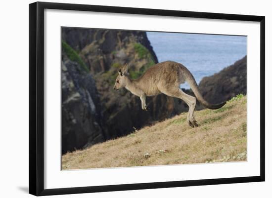 Eastern Grey Kangaroo (Macropus Giganteus) Jumping, Queensland, Australia-Jouan Rius-Framed Photographic Print