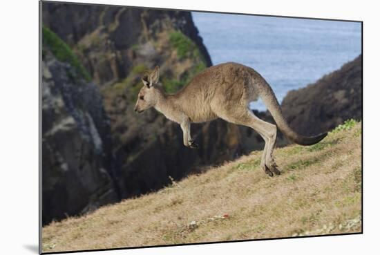 Eastern Grey Kangaroo (Macropus Giganteus) Jumping, Queensland, Australia-Jouan Rius-Mounted Photographic Print