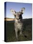 Eastern Grey Kangaroo, (Macropus Giganteus), Pebbly Beach, New South Wales, Australia-Thorsten Milse-Stretched Canvas