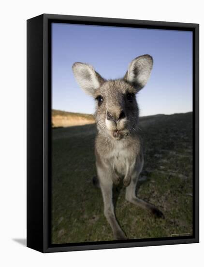 Eastern Grey Kangaroo, (Macropus Giganteus), Pebbly Beach, New South Wales, Australia-Thorsten Milse-Framed Stretched Canvas