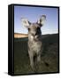 Eastern Grey Kangaroo, (Macropus Giganteus), Pebbly Beach, New South Wales, Australia-Thorsten Milse-Framed Stretched Canvas