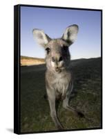 Eastern Grey Kangaroo, (Macropus Giganteus), Pebbly Beach, New South Wales, Australia-Thorsten Milse-Framed Stretched Canvas