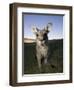 Eastern Grey Kangaroo, (Macropus Giganteus), Pebbly Beach, New South Wales, Australia-Thorsten Milse-Framed Premium Photographic Print