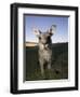 Eastern Grey Kangaroo, (Macropus Giganteus), Pebbly Beach, New South Wales, Australia-Thorsten Milse-Framed Premium Photographic Print