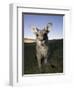 Eastern Grey Kangaroo, (Macropus Giganteus), Pebbly Beach, New South Wales, Australia-Thorsten Milse-Framed Premium Photographic Print