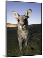 Eastern Grey Kangaroo, (Macropus Giganteus), Pebbly Beach, New South Wales, Australia-Thorsten Milse-Mounted Premium Photographic Print