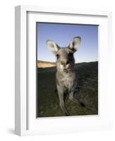 Eastern Grey Kangaroo, (Macropus Giganteus), Pebbly Beach, New South Wales, Australia-Thorsten Milse-Framed Photographic Print