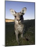 Eastern Grey Kangaroo, (Macropus Giganteus), Pebbly Beach, New South Wales, Australia-Thorsten Milse-Mounted Photographic Print
