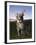 Eastern Grey Kangaroo, (Macropus Giganteus), Pebbly Beach, New South Wales, Australia-Thorsten Milse-Framed Photographic Print