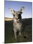 Eastern Grey Kangaroo, (Macropus Giganteus), Pebbly Beach, New South Wales, Australia-Thorsten Milse-Mounted Photographic Print