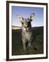 Eastern Grey Kangaroo, (Macropus Giganteus), Pebbly Beach, New South Wales, Australia-Thorsten Milse-Framed Photographic Print