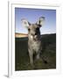 Eastern Grey Kangaroo, (Macropus Giganteus), Pebbly Beach, New South Wales, Australia-Thorsten Milse-Framed Photographic Print