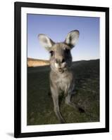 Eastern Grey Kangaroo, (Macropus Giganteus), Pebbly Beach, New South Wales, Australia-Thorsten Milse-Framed Photographic Print