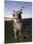 Eastern Grey Kangaroo, (Macropus Giganteus), Pebbly Beach, New South Wales, Australia-Thorsten Milse-Mounted Photographic Print