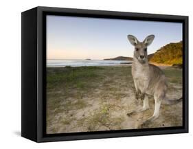 Eastern Grey Kangaroo, (Macropus Giganteus), Pebbly Beach, New South Wales, Australia-Thorsten Milse-Framed Stretched Canvas