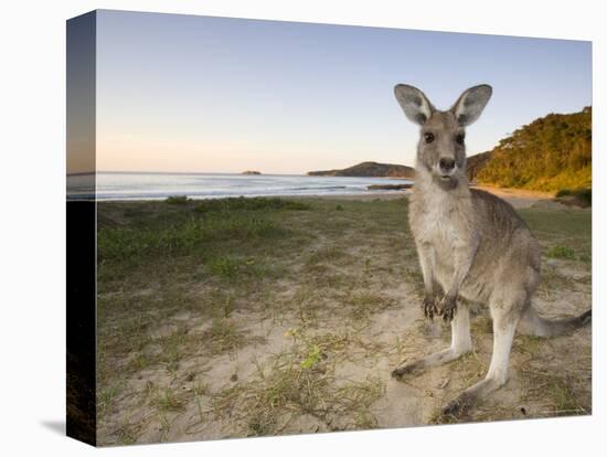 Eastern Grey Kangaroo, (Macropus Giganteus), Pebbly Beach, New South Wales, Australia-Thorsten Milse-Stretched Canvas