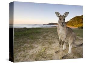 Eastern Grey Kangaroo, (Macropus Giganteus), Pebbly Beach, New South Wales, Australia-Thorsten Milse-Stretched Canvas