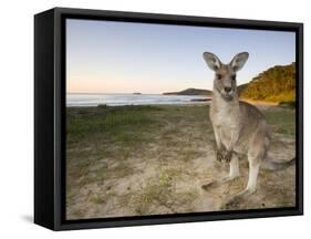 Eastern Grey Kangaroo, (Macropus Giganteus), Pebbly Beach, New South Wales, Australia-Thorsten Milse-Framed Stretched Canvas
