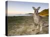 Eastern Grey Kangaroo, (Macropus Giganteus), Pebbly Beach, New South Wales, Australia-Thorsten Milse-Stretched Canvas