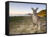 Eastern Grey Kangaroo, (Macropus Giganteus), Pebbly Beach, New South Wales, Australia-Thorsten Milse-Framed Stretched Canvas