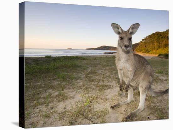 Eastern Grey Kangaroo, (Macropus Giganteus), Pebbly Beach, New South Wales, Australia-Thorsten Milse-Stretched Canvas